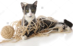 stock-photo-a-gray-and-white-cat-looking-perplexed-as-he-s-tangled-in-a-ball-of-yarn-isolated-on-white-72688813